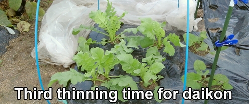 The third thinning time for japanese daikon radish