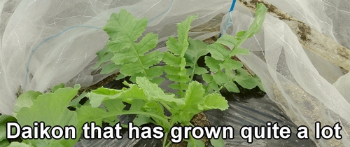 For the third thinning of the daikon, leave only one plant