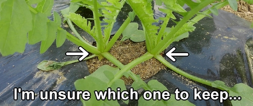 Decide which one to thin out by looking at the color and shape of the daikon leaves