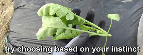 The leaves of the thinned-out daikon