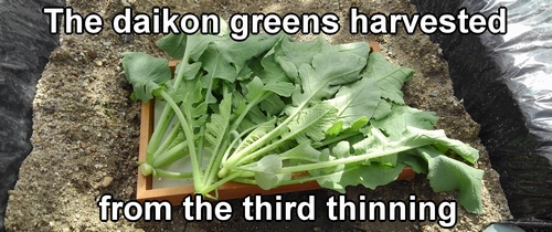 The daikon greens harvested from the third thinning