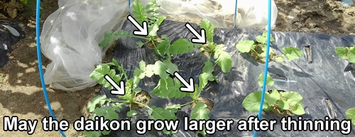 May the daikon radish grow larger after thinning