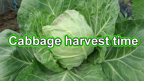 Cabbage harvest (How to harvest cabbage plants)