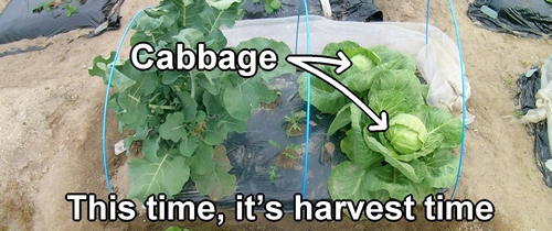 Cabbage ready for harvest (It is harvest time for the cabbage)