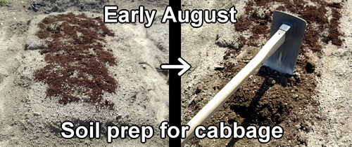 Soil prep for cabbage (Cabbage soil work)