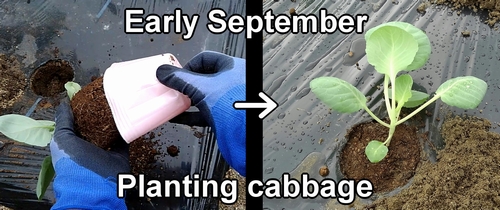 Planting cabbage seedlings (Ways to plant cabbage)