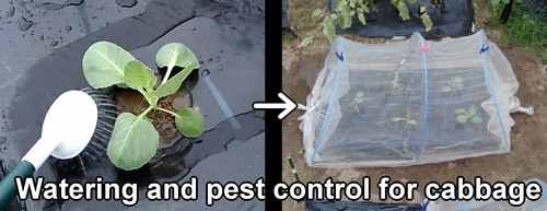 Watering and pest control for cabbage