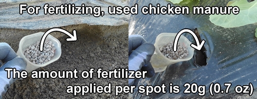 For fertilizing (side dressing), used chicken manure