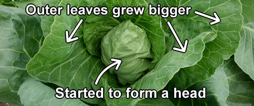 The cabbage has started to form a head