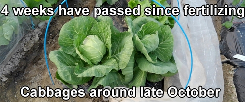 The cabbage that has been planted for about 45 days