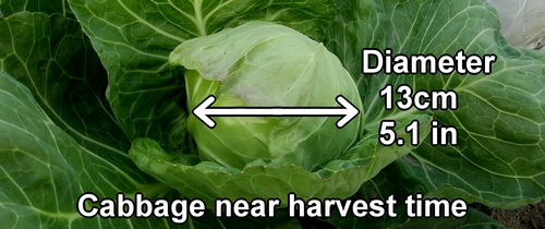 Cabbage near harvest time