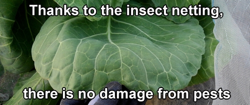 Thanks to the insect netting, there is no damage from pests