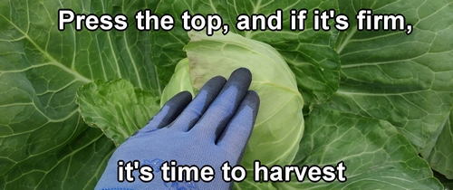 The cabbage is ready for harvest