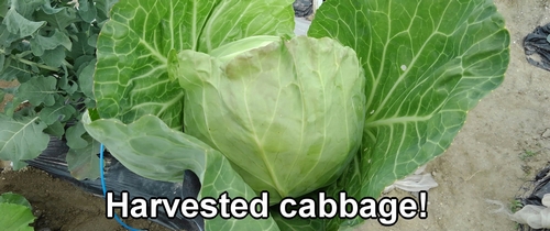 Harvested cabbage