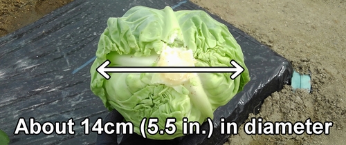 The harvested cabbage was about 14cm (5.5 inches) in diameter