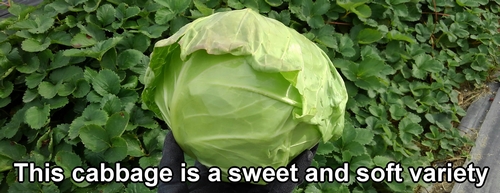 This cabbage is a sweet and soft variety