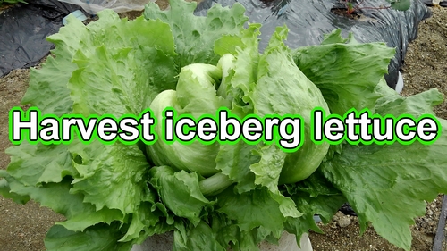 Harvest iceberg lettuce