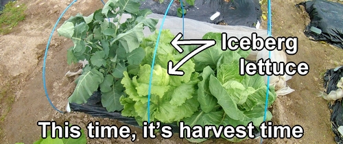 Iceberg lettuce ready for harvest