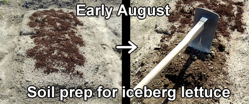 Preparing soil for iceberg lettuce (Making soil for iceberg lettuce)