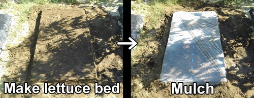 Create iceberg lettuce bed and mulch