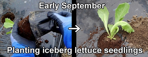 Planting iceberg lettuce seedlings (Setting up iceberg lettuce seedlings)