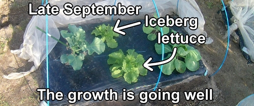 Iceberg lettuce around late September