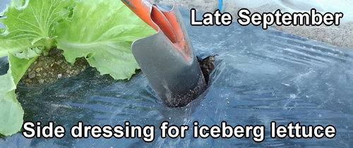 Side dressing for iceberg lettuce (Applying fertilizer to the iceberg lettuce)