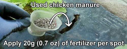 For fertilizing (side dressing), used chicken manure