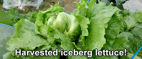 Harvested iceberg lettuce