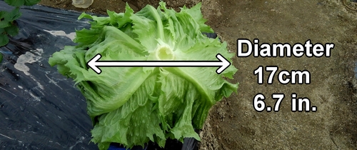 The harvested iceberg lettuce was about 17cm (6.7 inches) in diameter