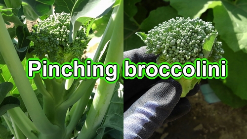 Pinching broccolini