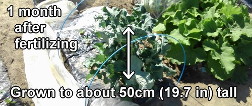 Broccolini has grown to about 50cm (19.7 inches) tall