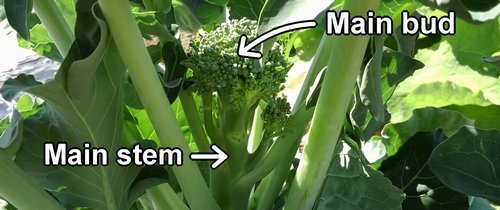 The main flower bud of the broccolini