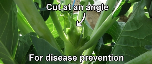 Cut broccolini stems at an angle