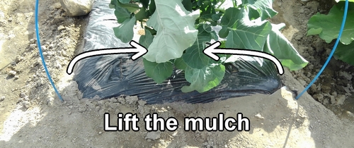 Lift the mulch