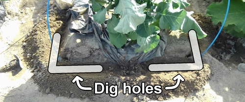 Dig holes for fertilizing