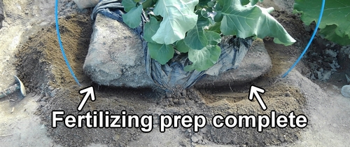 Fertilizing preparation for broccolini is ready