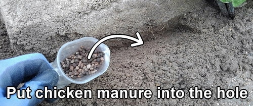 Put chicken manure into the hole