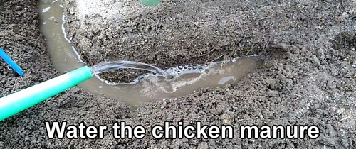 Water the chicken manure