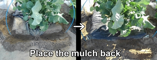 Place the mulch back