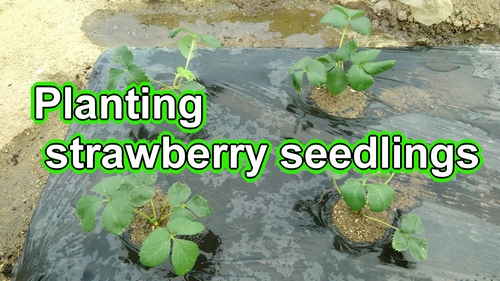 Planting strawberry seedlings (Setting up japanese strawberry seedlings)