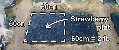 The plot for planting strawberry seedlings