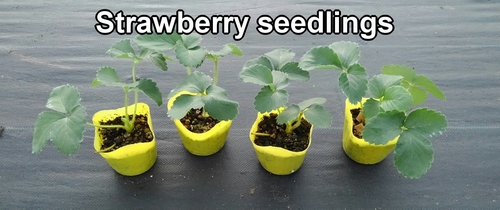 Strawberry seedlings