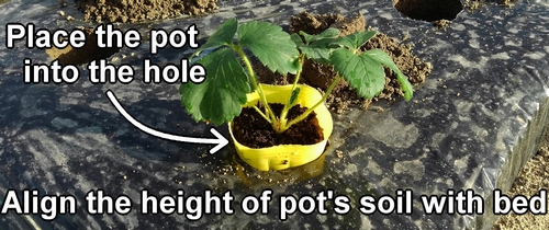 Place the potted strawberry seedling into the hole