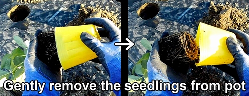 Take the strawberry seedling out of the pot