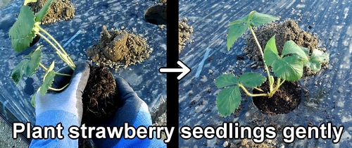 Plant strawberry seedlings gently