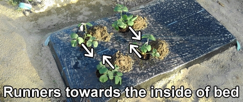 The direction of the runners is important in strawberry planting