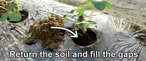 Return the soil and fill the gaps