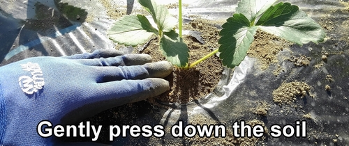 Gently press down the soil