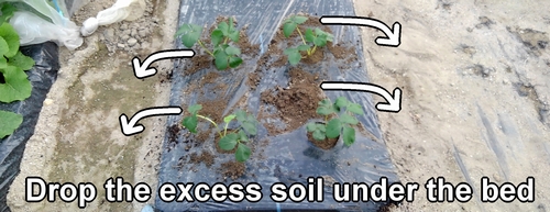 Any excess soil from planting seedlings should be dropped beneath the bed